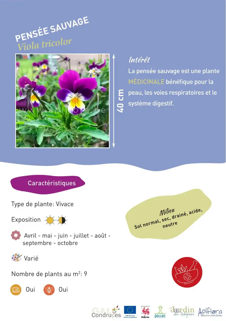 pensee-sauvage.webp