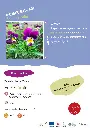 pensee-sauvage.webp