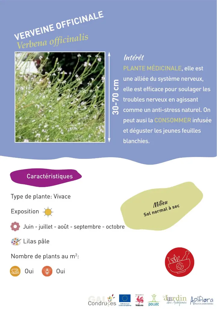 verveine-officinale.webp