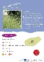 verveine-officinale.webp