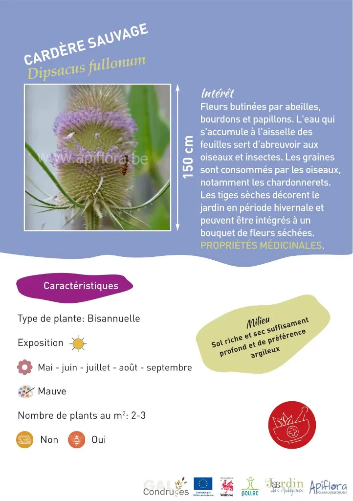 cardere-sauvage.webp