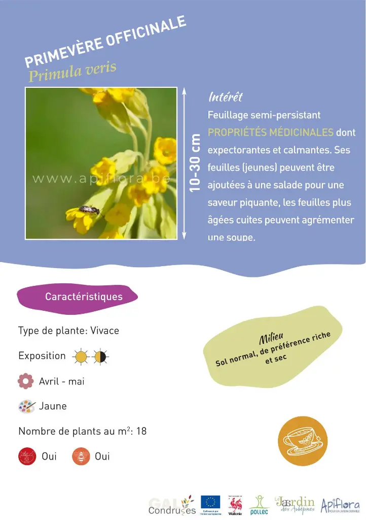 primevere-officinale.webp