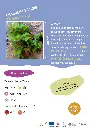 fraisier-des-bois.webp