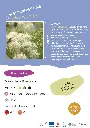 angelique-des-bois.webp