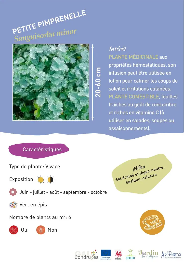 petite-pimprennelle.webp