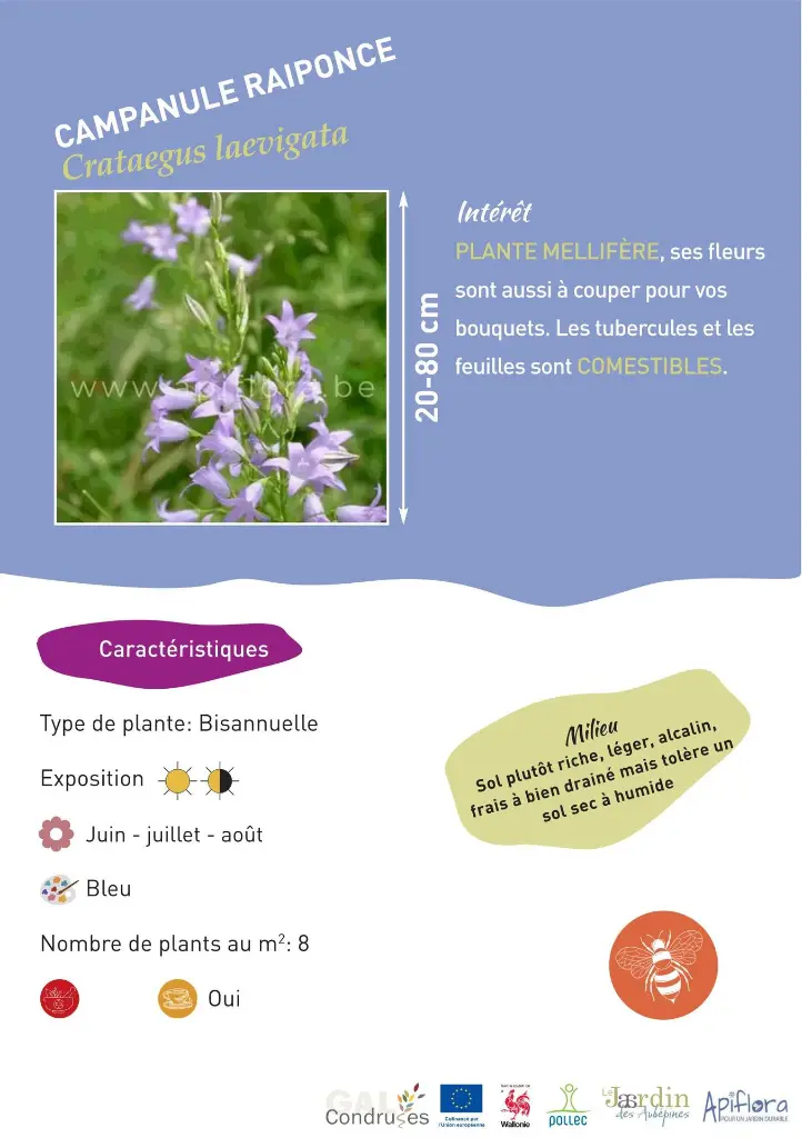 campanule-raiponce.webp