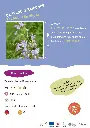 campanule-raiponce.webp