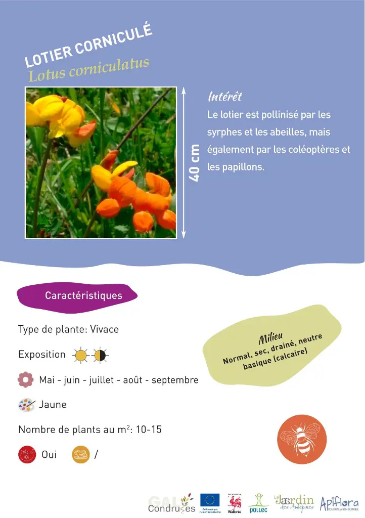 lotier-cornicule.webp