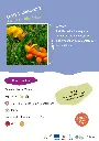 lotier-cornicule.webp