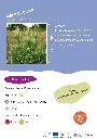 melilot-blanc.webp