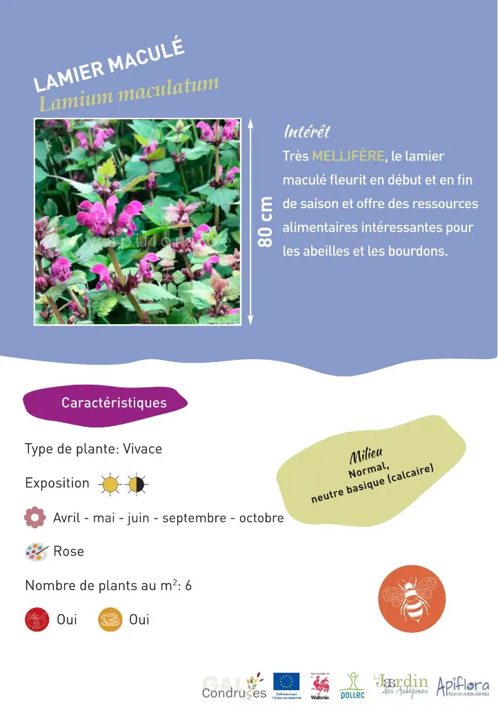 lamier-macule.webp