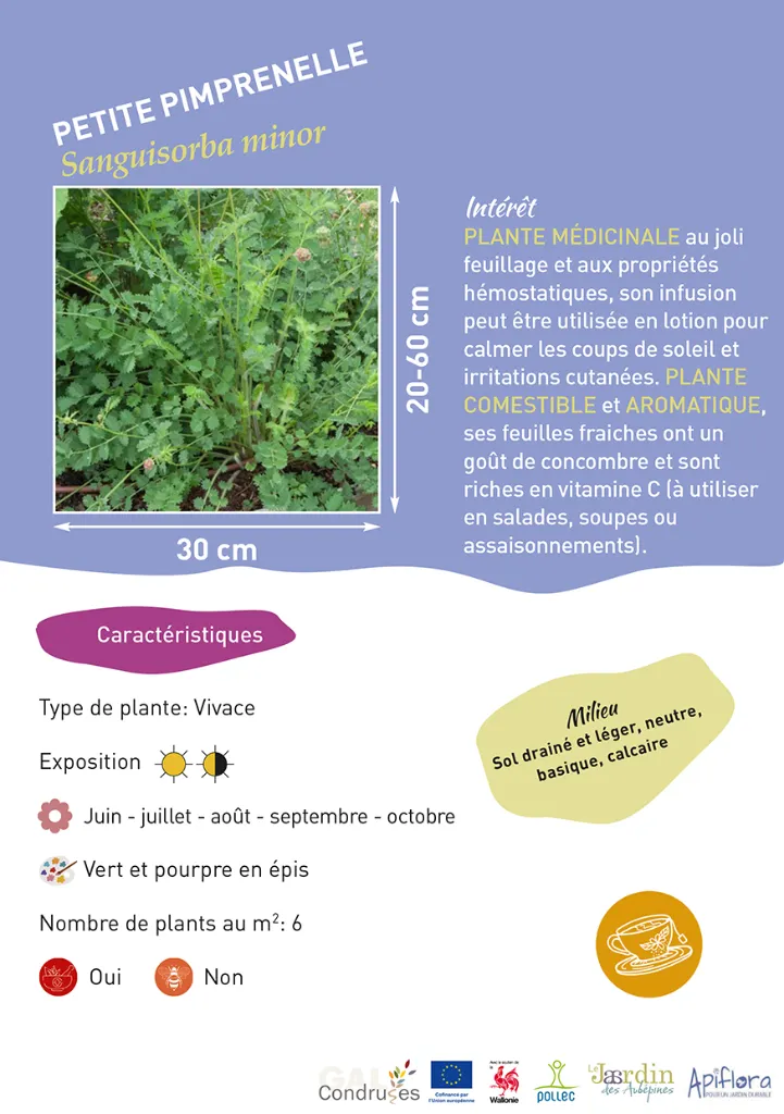 BIO-Fiche A5 Comestibles 2026-3-Petite Pimprenelle.webp