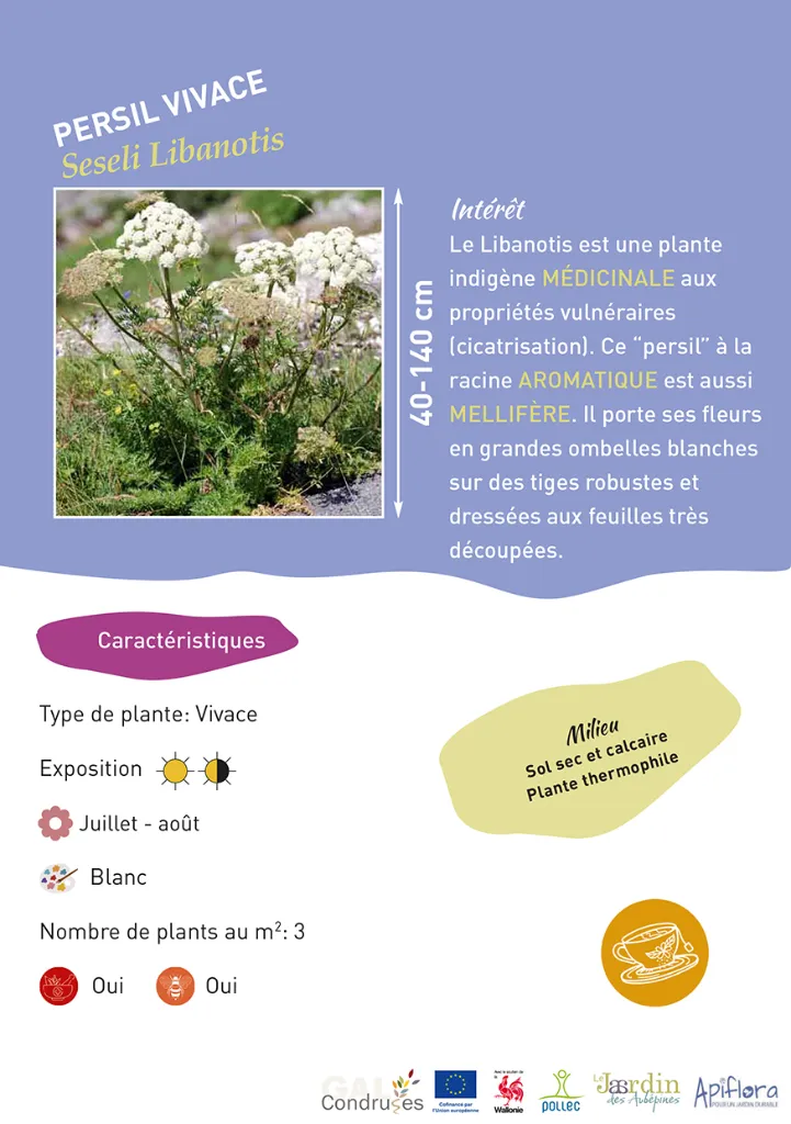 BIO-Fiche A5 Comestibles 2026-4-Persil vivace.webp