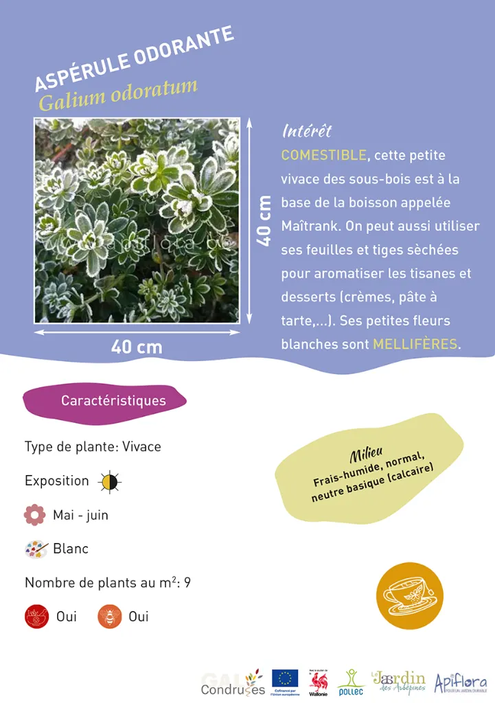 BIO-Fiche A5 Comestibles 2026-2-Aspérule odorante.webp