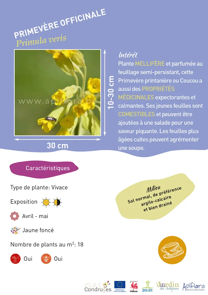 BIO-Fiche A5 Comestibles 2026-1-Primevère.webp