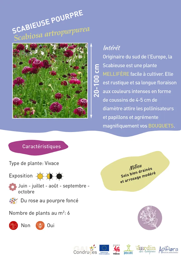 BIO-Fiche A5 Bouquets 2026-2-Scabieuse pourpre.webp