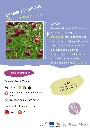 BIO-Fiche A5 Bouquets 2026-2-Scabieuse pourpre.webp