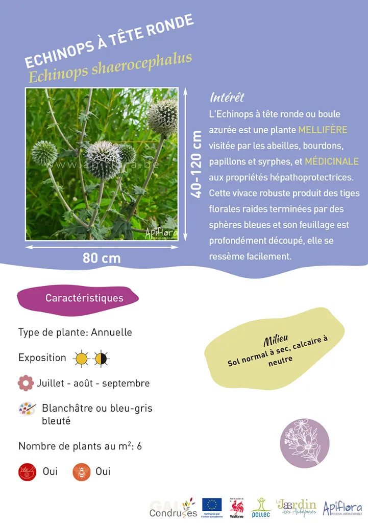 BIO-Fiche A5 Bouquets 2026-3-Echinops à tête ronde.webp