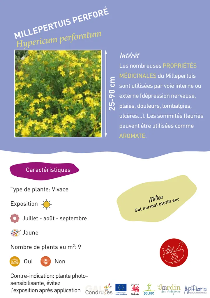 BIO-Fiche A5 Médicinales 2026-2-Millepertuis perforé.webp