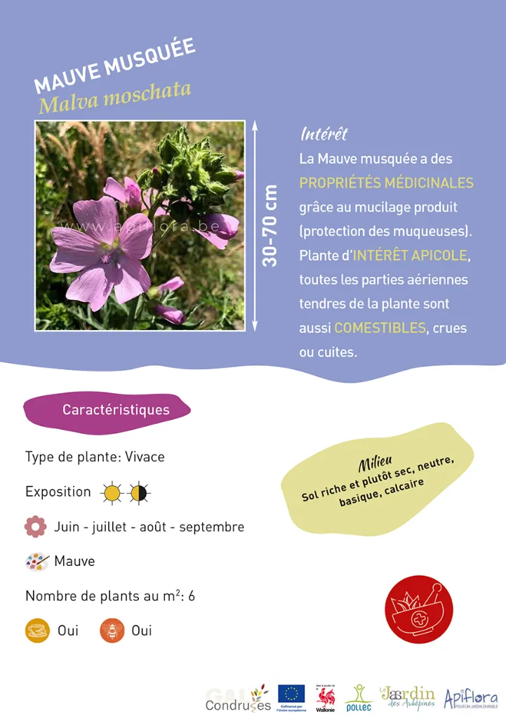 BIO-Fiche A5 Médicinales 2026-1-Mauve musquée.webp