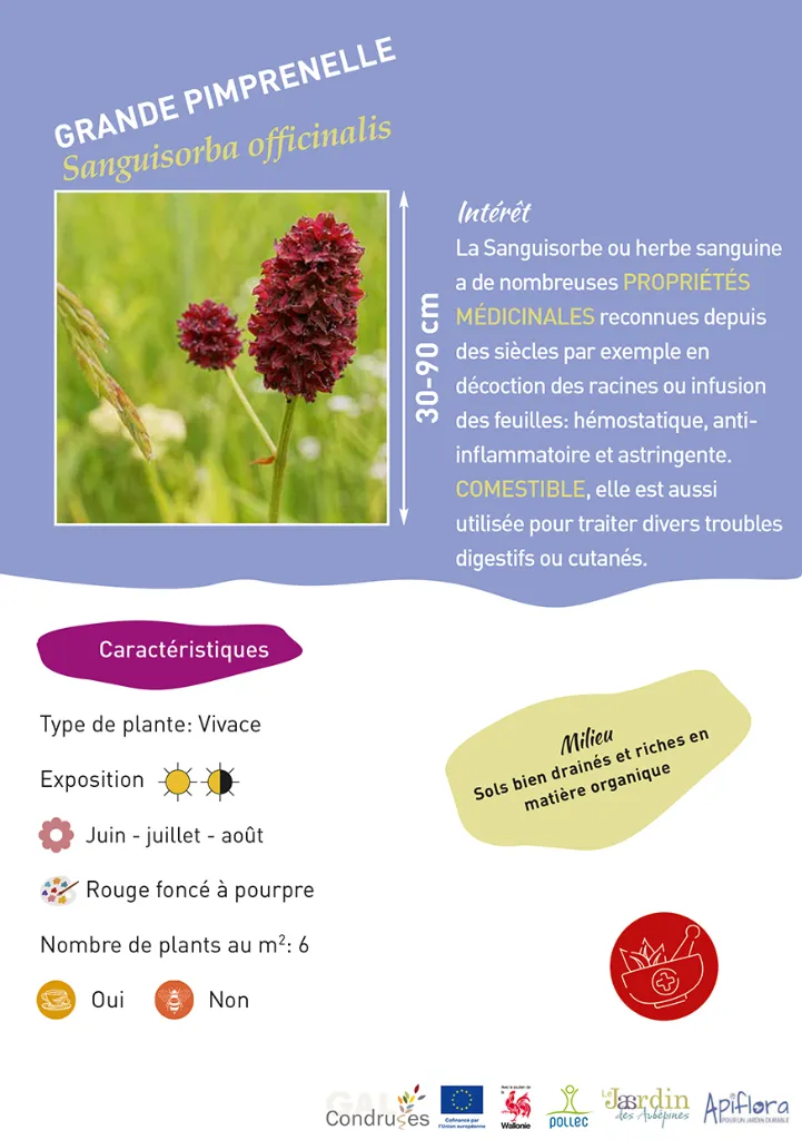 BIO-Fiche A5 Médicinales 2026-3-Grande Pimprenelle.webp
