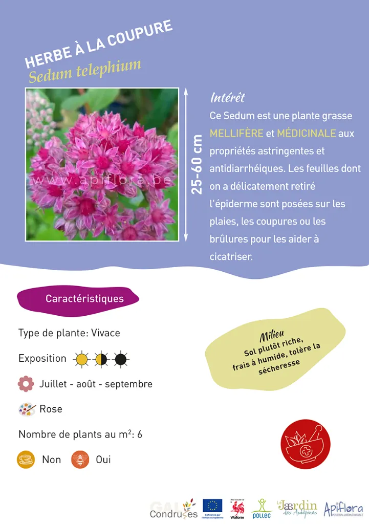 BIO-Fiche A5 Médicinales 2026-4-Herbe à la coupure.webp