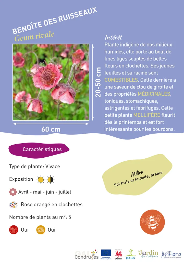 BIO-Fiche A5 Pollinisateurs 2026-1-Benoîte des ruisseaux.webp