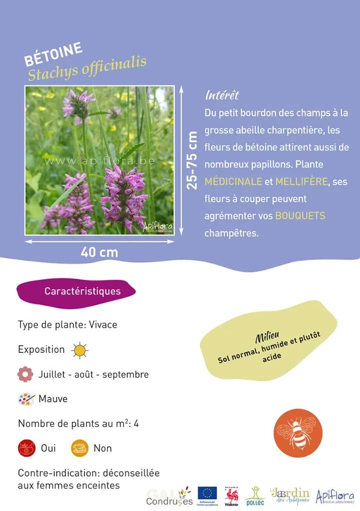 BIO-Fiche A5 Pollinisateurs 2026-2-Bétoine.webp