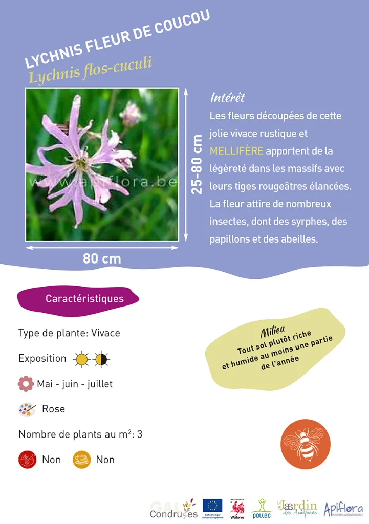 BIO-Fiche A5 Pollinisateurs 2026-3-Lychnis fleur de coucou.webp