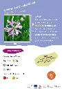 BIO-Fiche A5 Pollinisateurs 2026-3-Lychnis fleur de coucou.webp