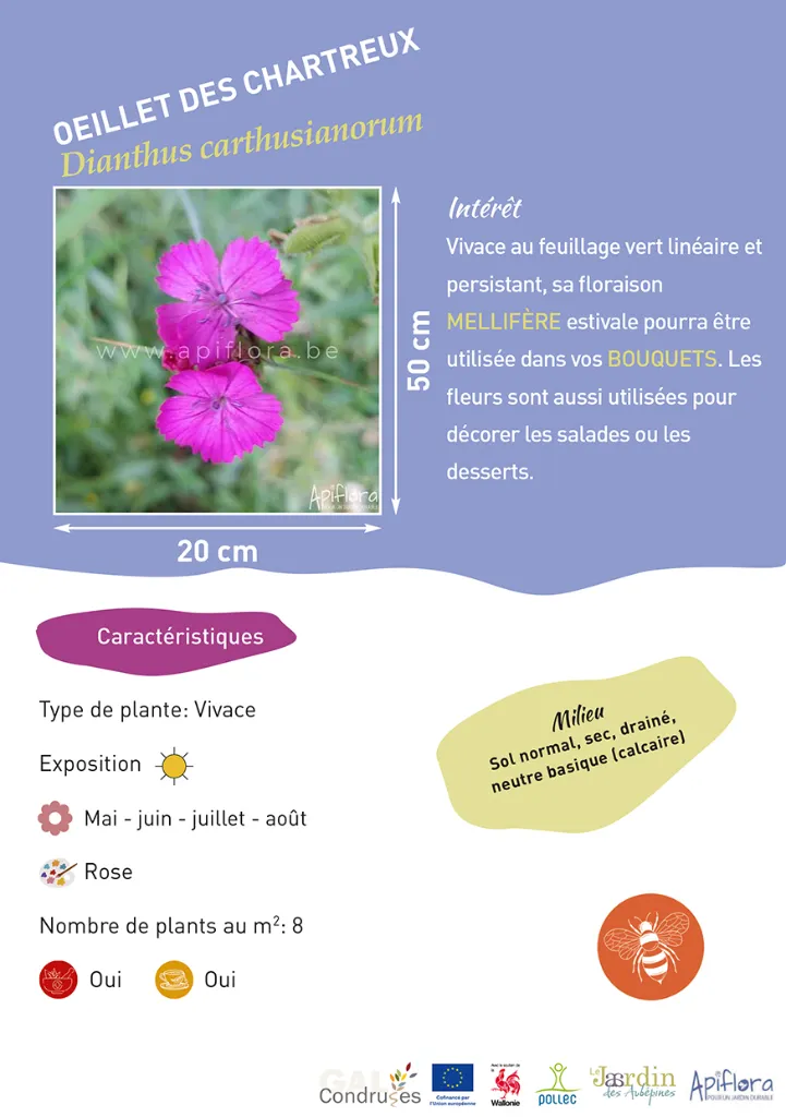 BIO-Fiche A5 Pollinisateurs 2026-4-Oeillet des chartreux.webp