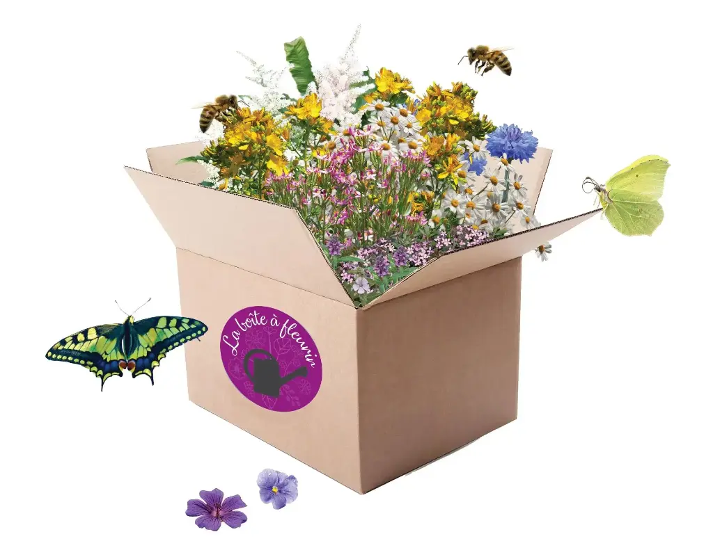 Boîte à Fleurir Médicinale