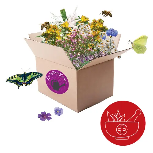 Boîte à Fleurir Médicinale
